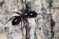 Camponotus fallax