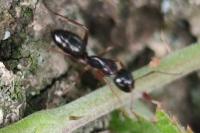 Camponotus fallax