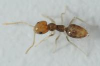 Plagiolepis alluaudi