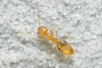 Plagiolepis alluaudi