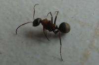 Formica