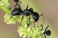 Camponotus vagus