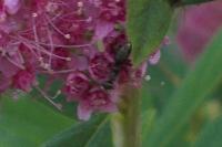 Camponotus