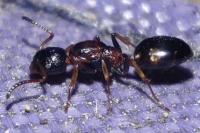 Dolichoderus quadripunctatus