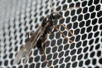 Lasius fuliginosus