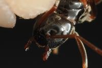Lasius fuliginosus