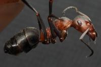 Formica pratensis