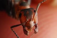 Formica pratensis