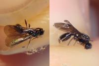 Myrmecina graminicola