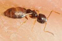Plagiolepis pygmaea