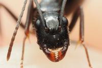 Camponotus aethiops