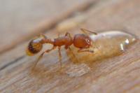 Temnothorax unifasciatus