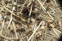 Formica pratensis