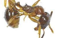 Aphaenogaster subterranea