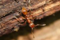 Myrmica rubra