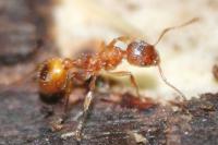 Myrmica rubra