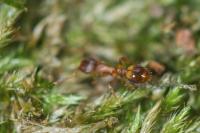 Temnothorax nylanderi