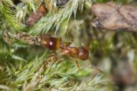 Temnothorax nylanderi