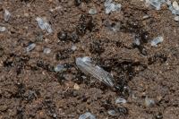 Lasius niger