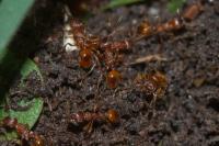 Myrmica gallienii