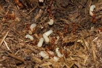 Myrmica gallienii