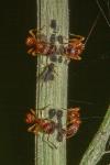 Myrmica scabrinodis