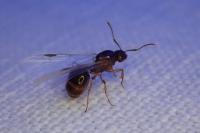 Aphaenogaster subterranea