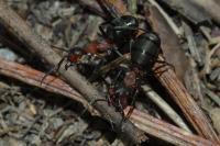 Formica polyctena