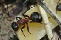 Formica polyctena