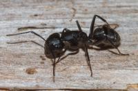 Camponotus vagus