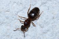 Lasius emarginatus