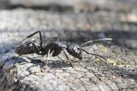 Camponotus vagus