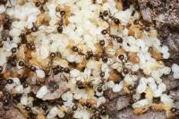 Aphaenogaster subterranea