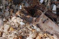 Monomorium
