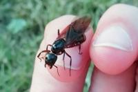 Camponotus ligniperda