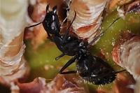 Camponotus vagus