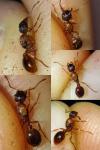 Myrmica ruginodis