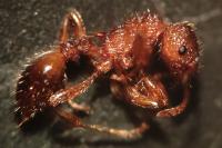 Myrmica sabuleti