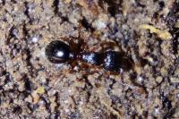 Myrmecina graminicola