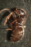 Lasius alienus