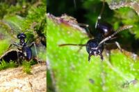 Lasius fuliginosus