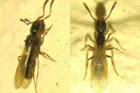 Hypoponera eduardi