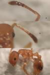 Temnothorax