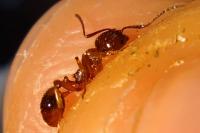 Aphaenogaster subterranea
