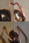 Lasius niger