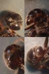 Lasius niger