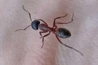 Camponotus ligniperda