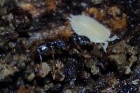 Hypoponera