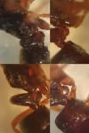 Hypoponera