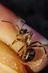 Formica cunicularia
